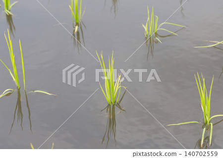 Rice paddy after rice planting 140702559
