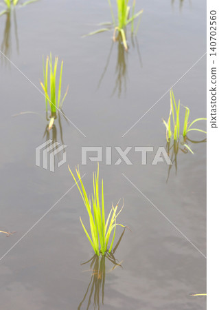 水稻種植後的稻田 140702560