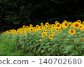Summer flowers, landscape with sunflowers 140702680