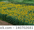 Summer flowers, landscape with sunflowers 140702681