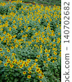 Summer flowers, landscape with sunflowers 140702682
