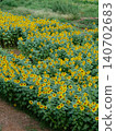 Summer flowers, landscape with sunflowers 140702683