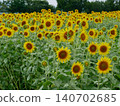Summer flowers, landscape with sunflowers 140702685