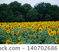 Summer flowers, landscape with sunflowers 140702686