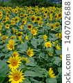 Summer flowers, landscape with sunflowers 140702688