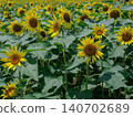 Summer flowers, landscape with sunflowers 140702689