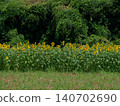 Summer flowers, landscape with sunflowers 140702690