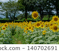 Summer flowers, landscape with sunflowers 140702691