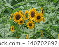 Summer flowers, landscape with sunflowers 140702692
