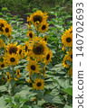 Summer flowers, landscape with sunflowers 140702693