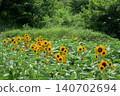 Summer flowers, landscape with sunflowers 140702694