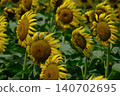 Summer flowers, landscape with sunflowers 140702695