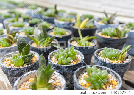 A collection of small succulents, Haworthia and Gasteria, in handmade ceramic pots, lined up on a wooden table. A collection of small succulents, Haworthia and Gasteria, in handmade ceramic pots, lined up on a wooden table. 140702705