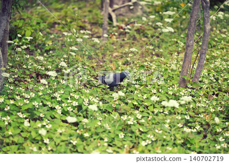 A patch of Houttuynia cordata and wild pigeons 140702719