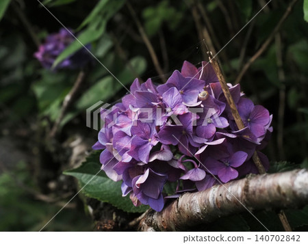 沐浴在柔和陽光下的繡球花（櫻花樹下的紫色繡球花） 140702842
