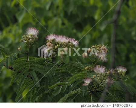 Pink and white mimosa blossoms (mimosa trees covered in many flowers and buds) 140702873