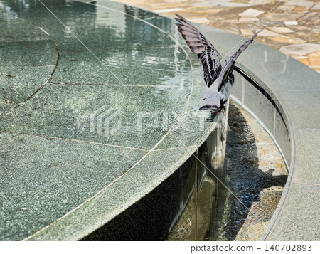 A dynamic moment of a pigeon flapping its wings at the edge of a fountain. A dynamic moment of a pigeon flapping its wings at the edge of a fountain. 140702893