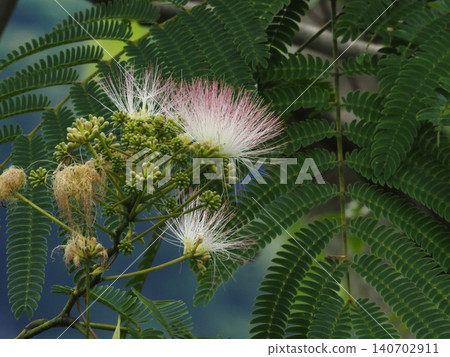 一棵盛開的合歡樹(Albizia julibrissin)的花朵和花蕾的特寫,花朵呈粉紅色和白色。 一棵盛開的合歡樹(Albizia julibrissin)的花朵和花蕾的特寫,花朵呈粉紅色和白色。 140702911