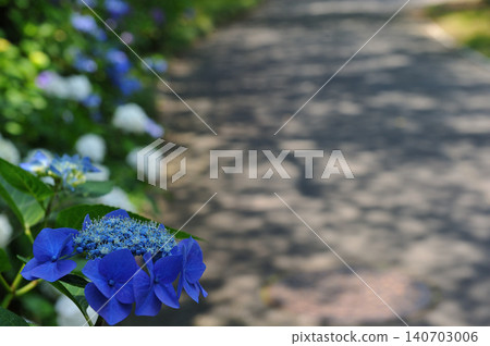以盛開的繡球花為背景的林蔭大道。 以盛開的繡球花為背景的林蔭大道。 140703006