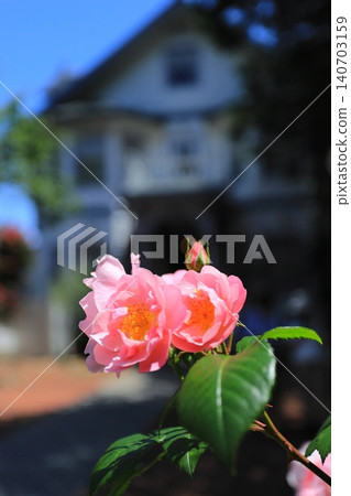 Roses at Oiso Geihinkan (former Kinoshita Residence Annex), a tourist attraction in Oiso Town, Kanagawa Prefecture. 140703159
