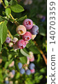 Blueberries ripening on the bush in warm evening sunlight. Colorful berries ranging from pale green to deep blue illustrate fruit development, seasonal harvest, and home gardening success. 140703359