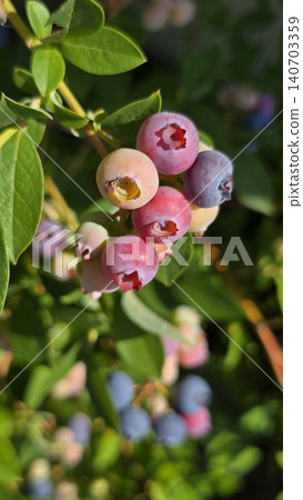 Blueberries ripening on the bush in warm evening sunlight. Colorful berries ranging from pale green to deep blue illustrate fruit development, seasonal harvest, and home gardening success. Blueberries ripening on the bush in warm evening sunlight. Colorful berries ranging from pale green to deep blue illustrate fruit development, seasonal harvest, and home gardening success. 140703359