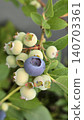 Single ripe blueberry surrounded by unripe berries on a bush during summer. Contrast between mature and developing fruit highlights the natural ripening process in home garden cultivation. 140703361