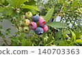 Ripening blueberries growing on a bush with berries in different stages of maturity. Fresh fruit clusters among green leaves illustrate home gardening, berry cultivation, and summer harvest. 140703363