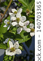 White blackberry flowers blooming on a bramble branch in spring sunlight. Delicate blossoms surrounded by fresh green leaves and developing buds, ideal for gardening, berry farming, and seasonal 140703365