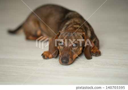 A cute Brown dachshund is lying on the floors A cute Brown dachshund is lying on the floors 140703395