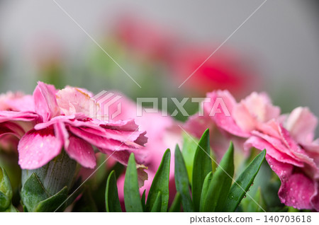 Collection of Dianthus Flowers with Dew Drops in Bloom. Red and Pink Carnation Macro Set Collection of Dianthus Flowers with Dew Drops in Bloom. Red and Pink Carnation Macro Set 140703618