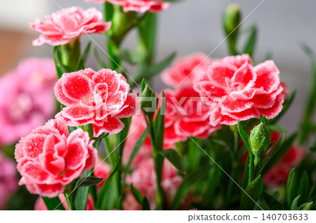 Collection of Dianthus Flowers with Dew Drops in Bloom. Red and Pink Carnation Macro Set Collection of Dianthus Flowers with Dew Drops in Bloom. Red and Pink Carnation Macro Set 140703633