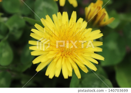 Yellow dandelion flower blooming in spring field Yellow dandelion flower blooming in spring field 140703699