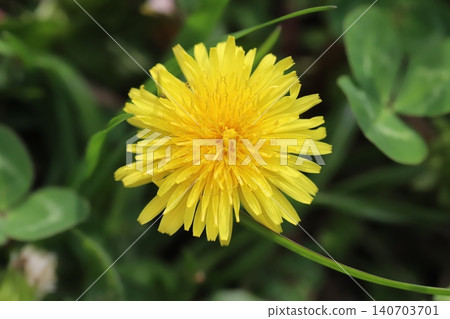 Yellow dandelion flower blooming in spring field 140703701