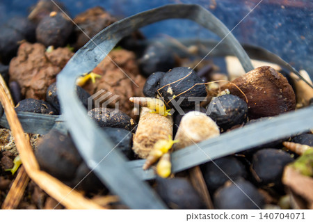 Macro Close Up of Tiny Snails Crawling on Organic Fertilizer Pellets with Natural Texture 140704071