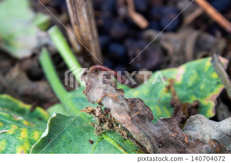 Macro Close Up of a Small Earthworm on Decaying Leaf in Garden Soil 140704072