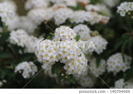 The sight of white Spiraea flowers blooming profusely in a spring garden, densely clustered on the branches. 140704089