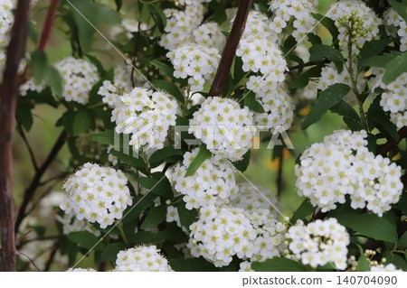 The sight of white Spiraea flowers blooming profusely in a spring garden, densely clustered on the branches. 140704090