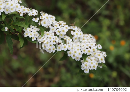 The sight of white Spiraea flowers blooming profusely in a spring garden, densely clustered on the branches. The sight of white Spiraea flowers blooming profusely in a spring garden, densely clustered on the branches. 140704092