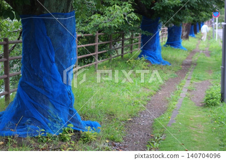 藍色防護網保護櫻桃樹免受入侵种红頸長角甲蟲的侵害。 藍色防護網保護櫻桃樹免受入侵种红頸長角甲蟲的侵害。 140704096