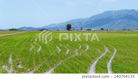 flooded rice fields cover the Ebro Delta flooded rice fields cover the Ebro Delta 140704135