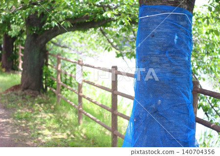 Blue protective net to protect cherry trees from damage caused by the invasive species, the red-necked longhorn beetle. Blue protective net to protect cherry trees from damage caused by the invasive species, the red-necked longhorn beetle. 140704356