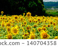 Sunflower field spreading to one side 140704358