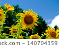 Sunflower blooming towards the sun 140704359