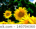 Sunflower blooming towards the sun 140704360