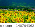 Sunflowers blooming in the mountains in summer 140704362