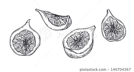 Sliced fresh fig fruit clip art vector illustration in engraving style. Hand drawn botanical food ingredient graphic sketch for culinary design, organic nutrition decor, vegetarian lifestyle Sliced fresh fig fruit clip art vector illustration in engraving style. Hand drawn botanical food ingredient graphic sketch for culinary design, organic nutrition decor, vegetarian lifestyle 140704367