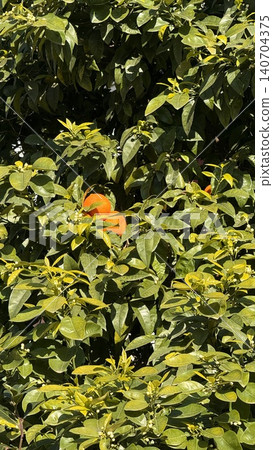 Orange fruit hidden among green citrus leaves in bright sunlight 140704375