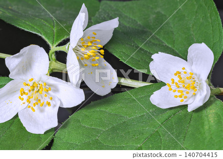 Jasmine flowers on a dark background Jasmine flowers on a dark background 140704415