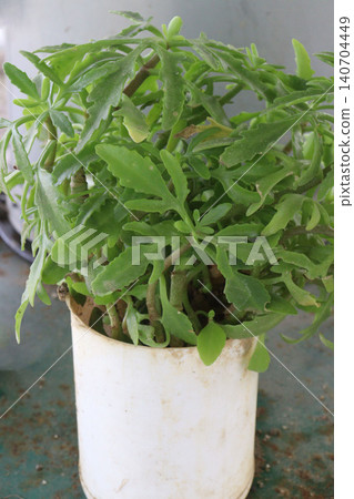 Kalanchoe laciniata plant on nursery 140704449